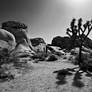 Joshua Tree BW