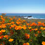 California Poppies at Pacific Valley
