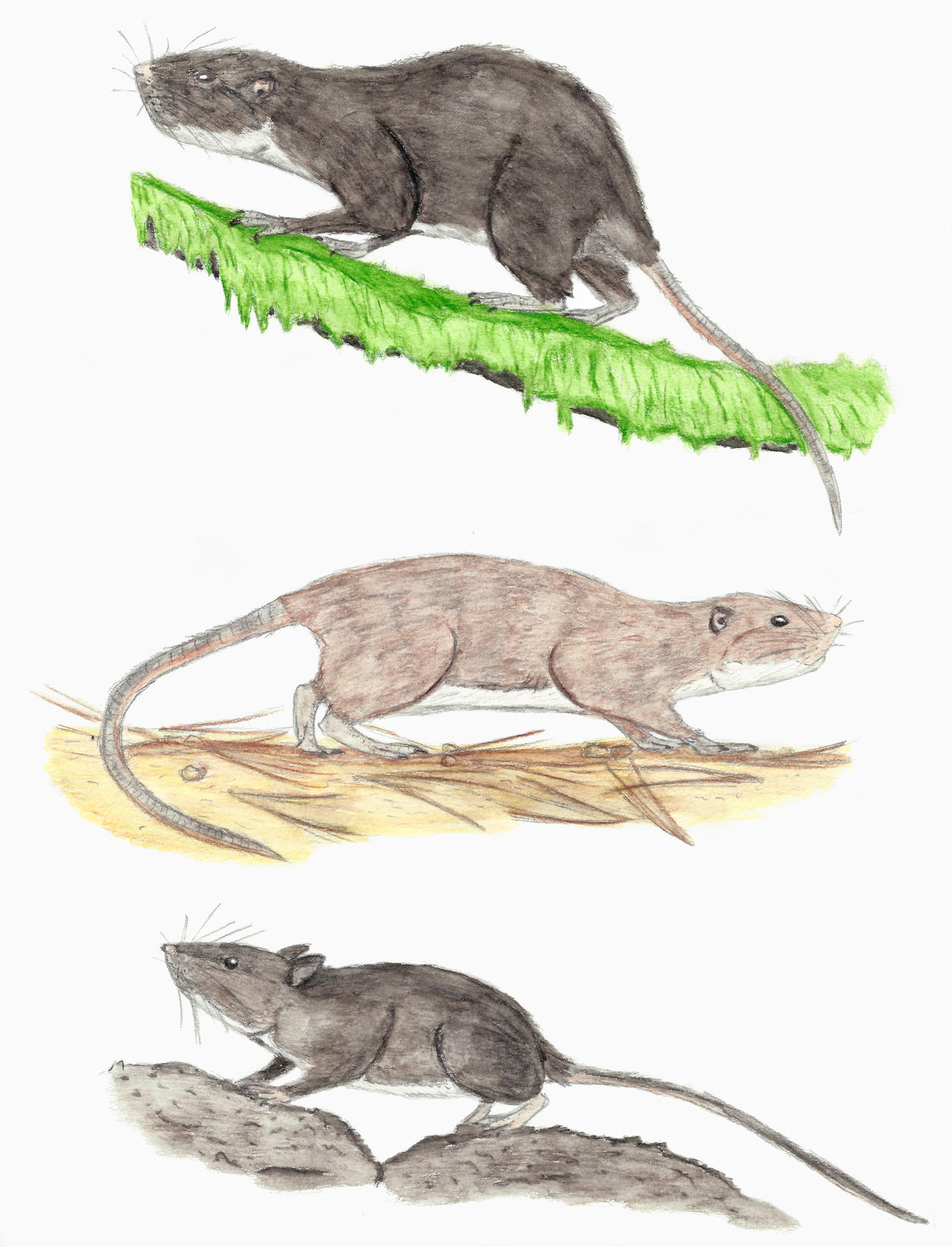 Prehistoric Canaries: Rodents by DiegoOA on DeviantArt