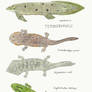 Lower Fremouw Formation: Fish and temnospondyls