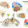 Hermit crab diversity