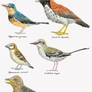 Spanish Cretaceous Bird Guide