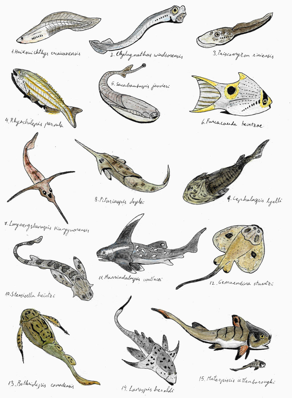 Suday Fish sketches 01