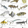 Sunday Fish Sketches 04