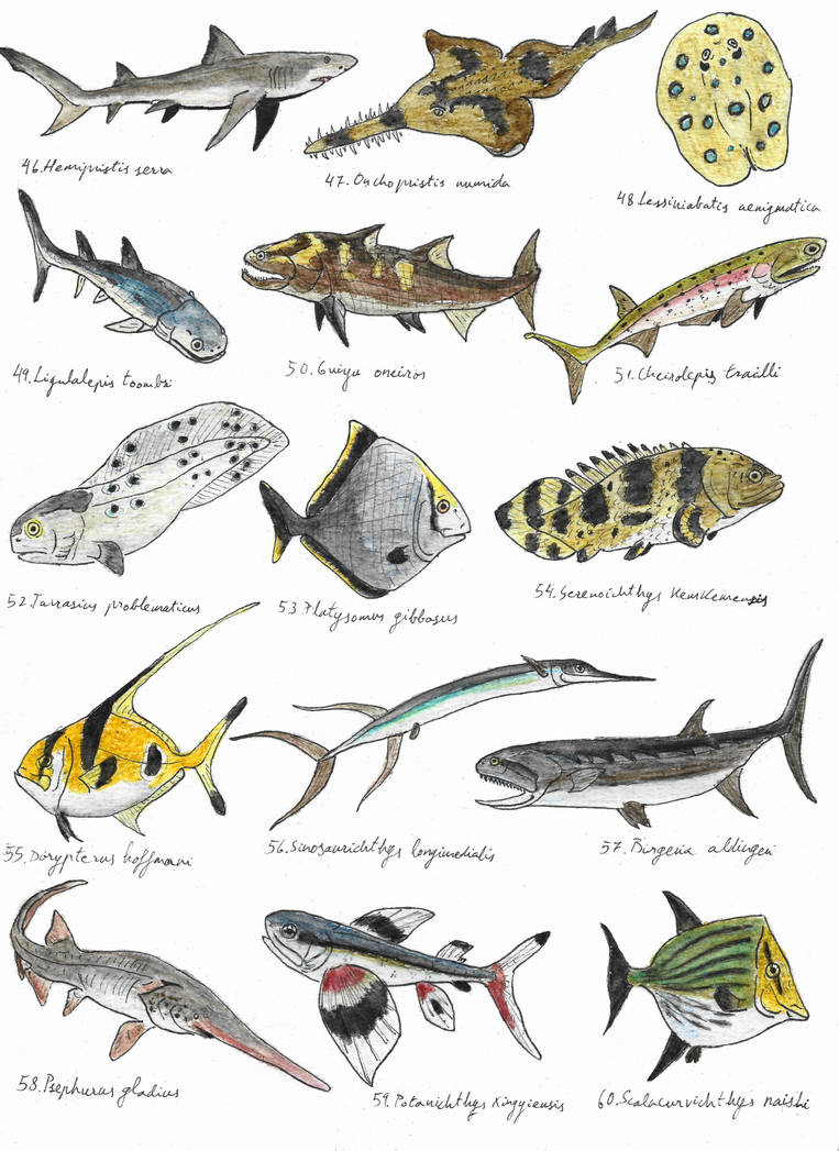 Sunday Fish Sketches 04 by DiegoOA on DeviantArt