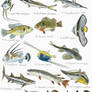 Sunday Fish Sketches 07