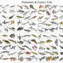 Sunday Fish Sketches: every fish