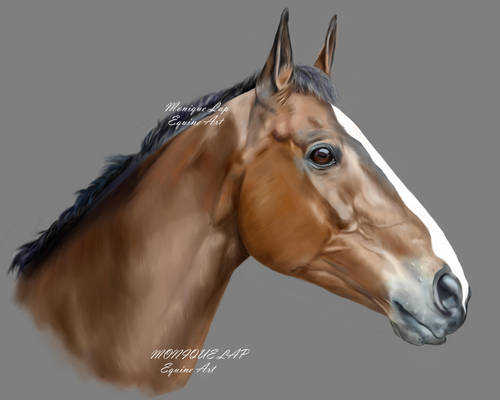 Kauto Star - Race horse portrait