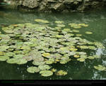 Lily Pads by Esmeralda-stock