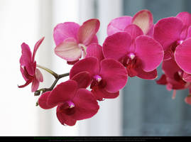 Deep Pink Orchid Flowers