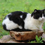 Tuxedo Cat Sitting