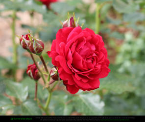 Crimson Rose