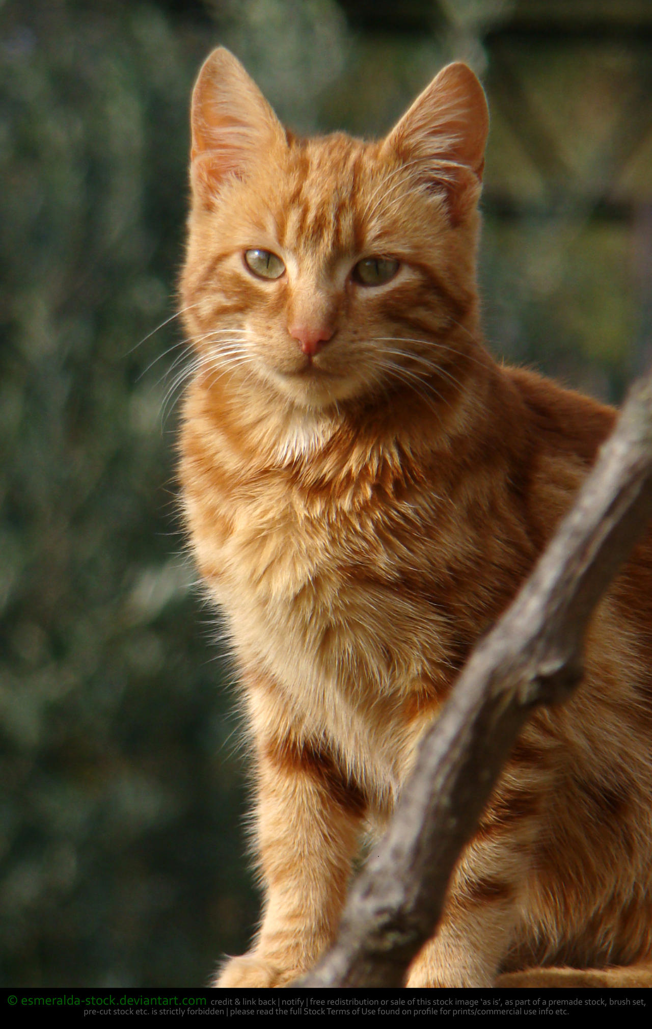 Ginger Tabby Cat By Esmeralda stock On DeviantArt ginger-tabby-cat-by-esmeralda-stock-on-deviantart