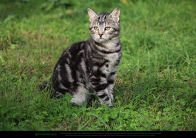Tabby Kitten in Grass
