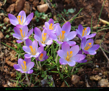 Crocus Flowers