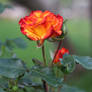 Bright Rose Flower