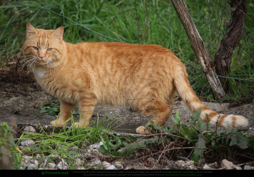 Ginger Tabby Cat 1