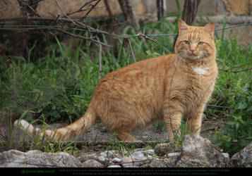 Ginger Tabby Cat 3
