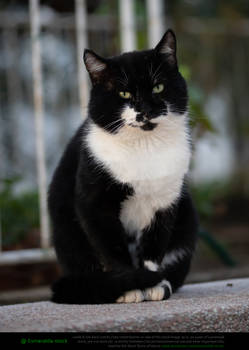 Tuxedo Cat