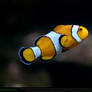 Clownfish