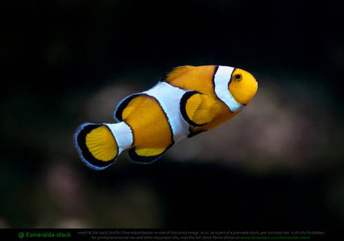 Clownfish