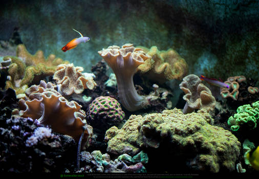 Corals and Fire Goby Fish