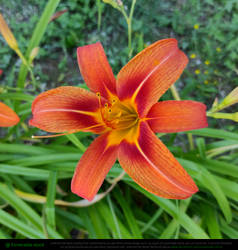 Orange Lily Flower 2