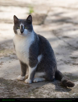 Grey and White Cat