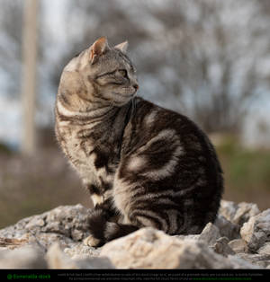 Grey Tabby Cat Profile