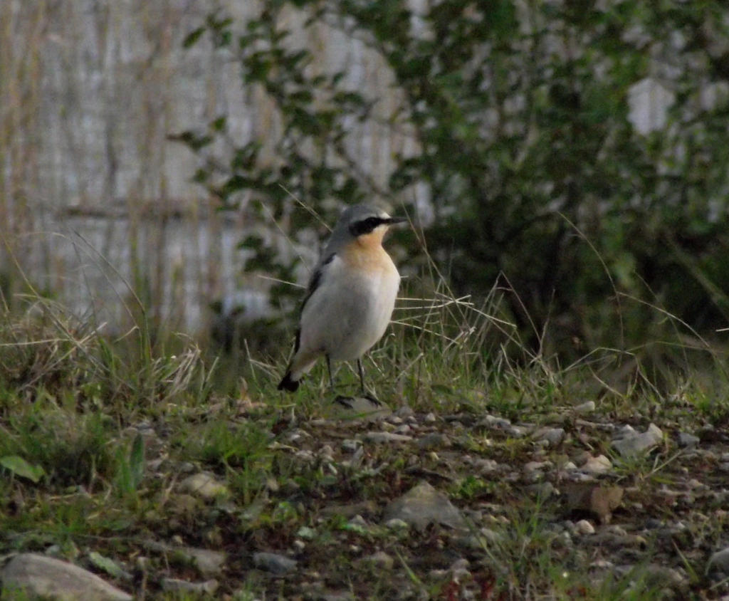 Wheatear