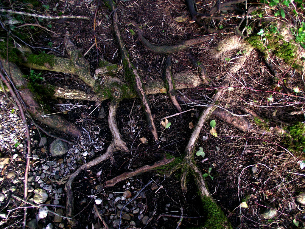 Roots, Bloody Roots ! by D1scipl31974 on DeviantArt