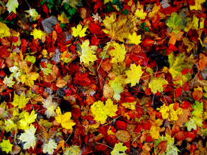 Autumn by D1scipl31974 Autumn by D1scipl31974