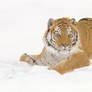 Tiger in the snow II