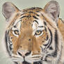 Amur Tiger (detail)