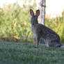 Farm Rabbit 2