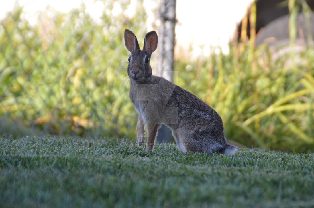 Farm Rabbit 2 by DearMidnian on DeviantArt
