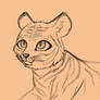 Year of Tiger sketch