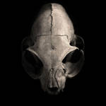 skull ... by slatkatajna