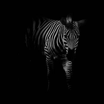 zebra II