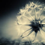 dandelion... by slatkatajna