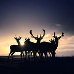 Deer at Sunset by slatkatajna