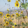 Sunflower Surprise