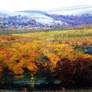 Blanket of Autumn Beauty