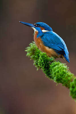 King fisher