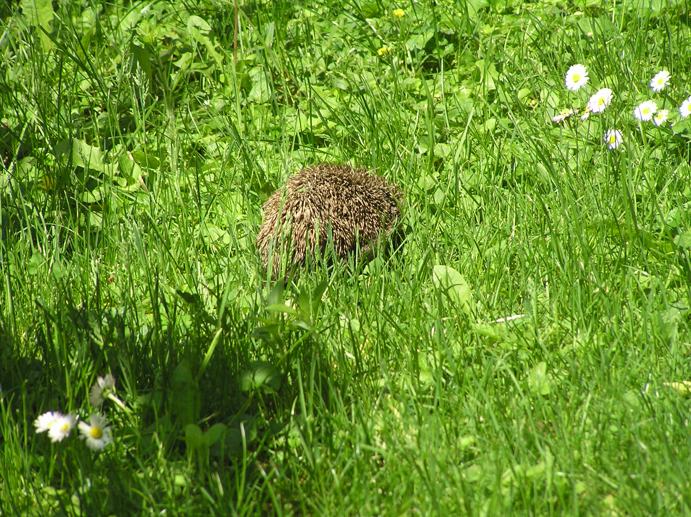 the lil' hedgie