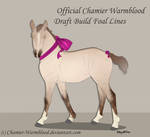 Chamier-Warmblood DRAFT Foal Import #DF004 SOLD