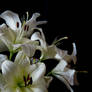 White Lily Stock III
