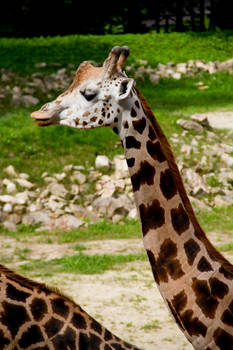 Giraffe Stock III