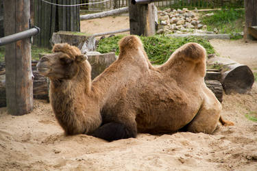 Camel Stock