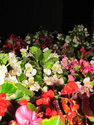 at night flowers